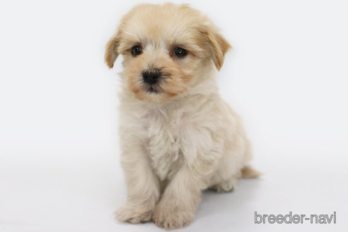 成約済の神奈川県のマルプー:マルチーズ×トイプードル-366450の1枚目